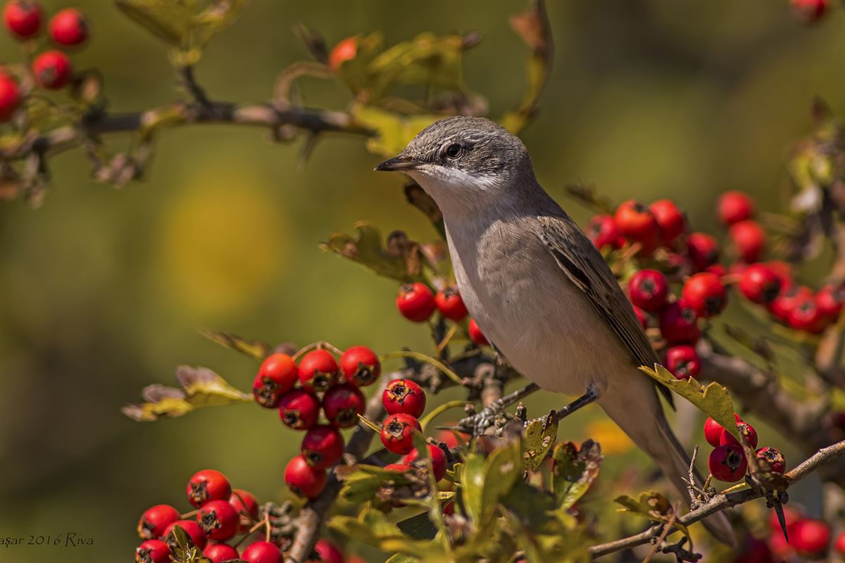 Lesser Whitethroat