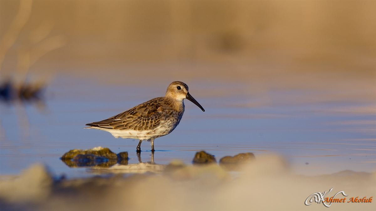 Dunlin