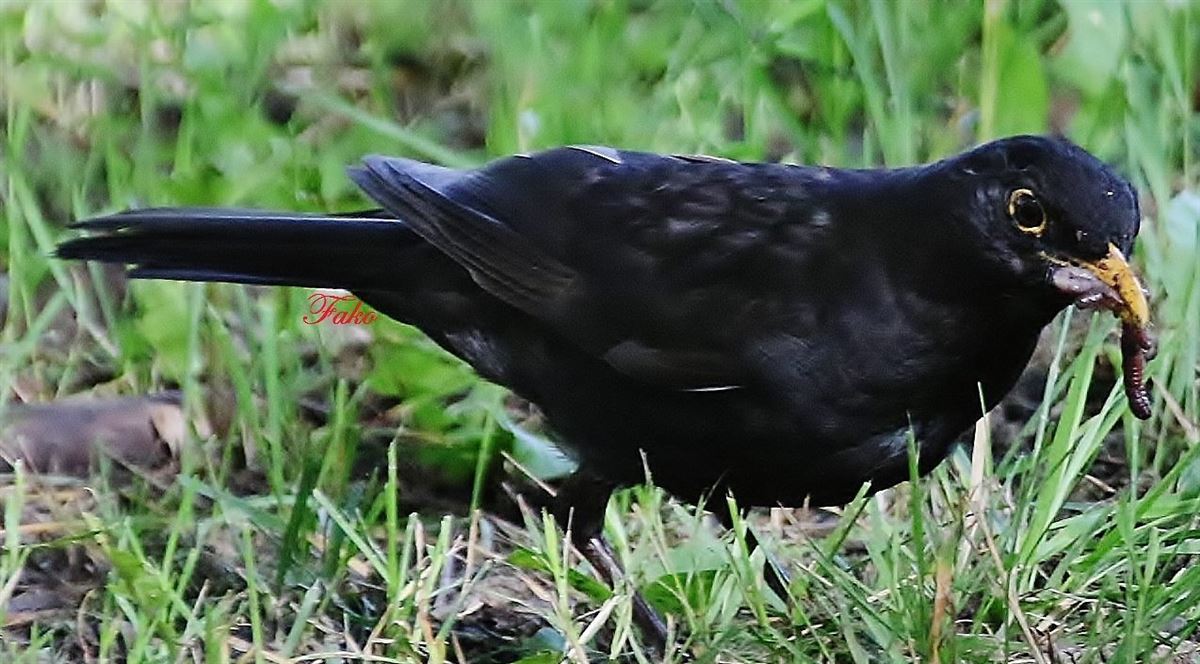 Common Blackbird