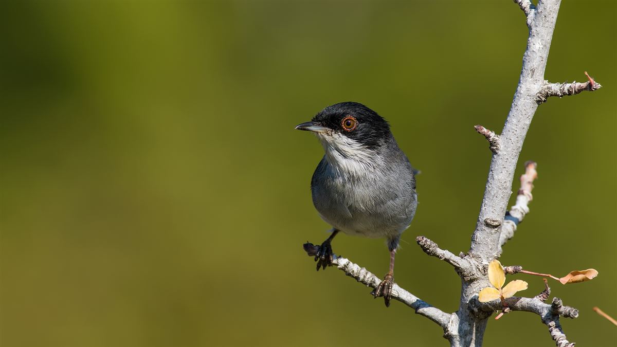 Sardinian Warbler