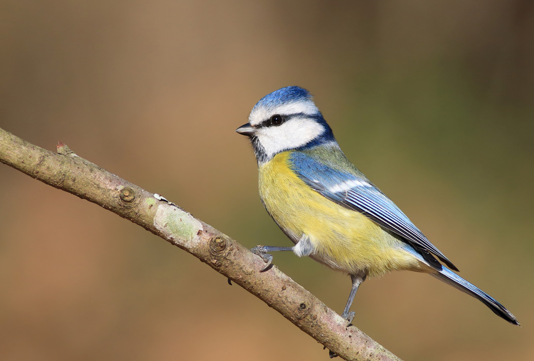 Eurasian Blue Tit