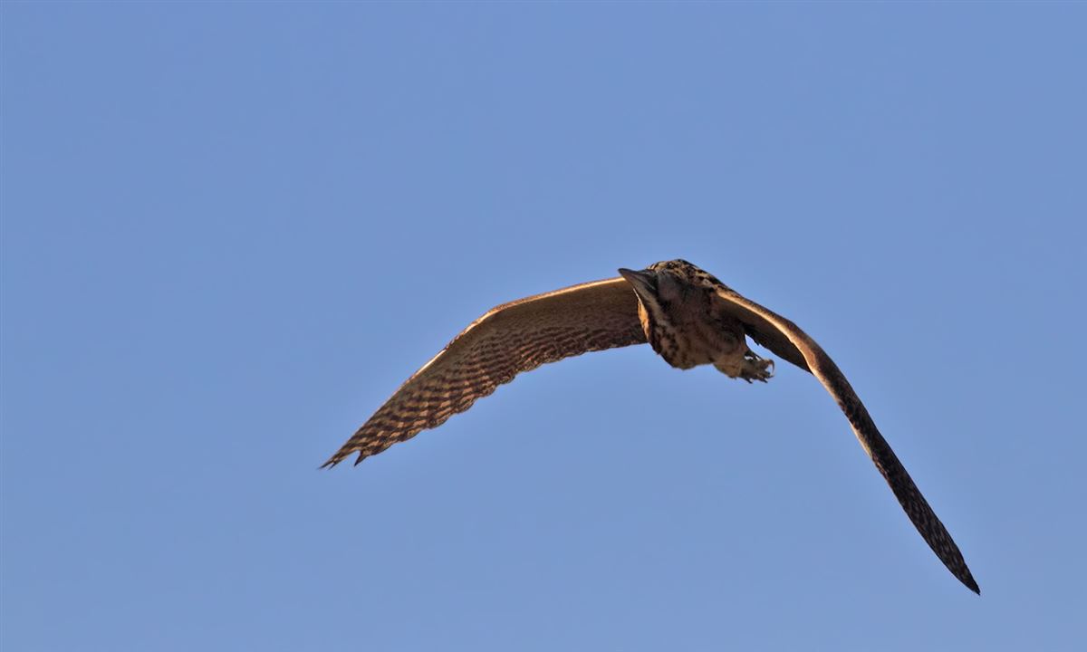 Eurasian Bittern