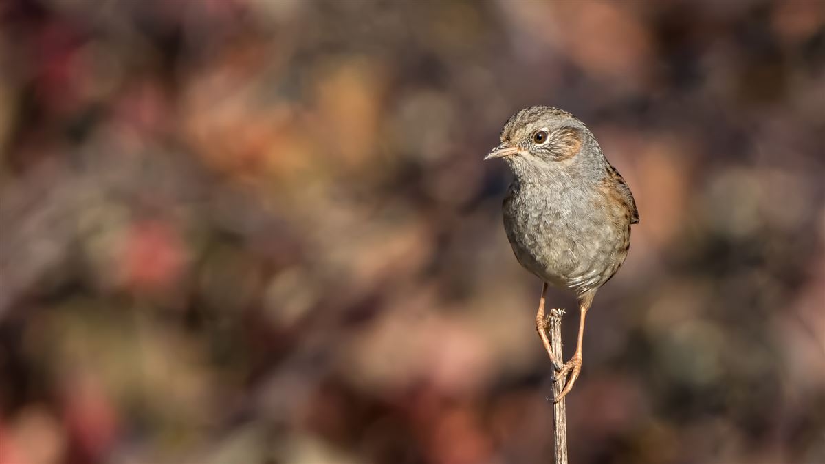 Dunnock