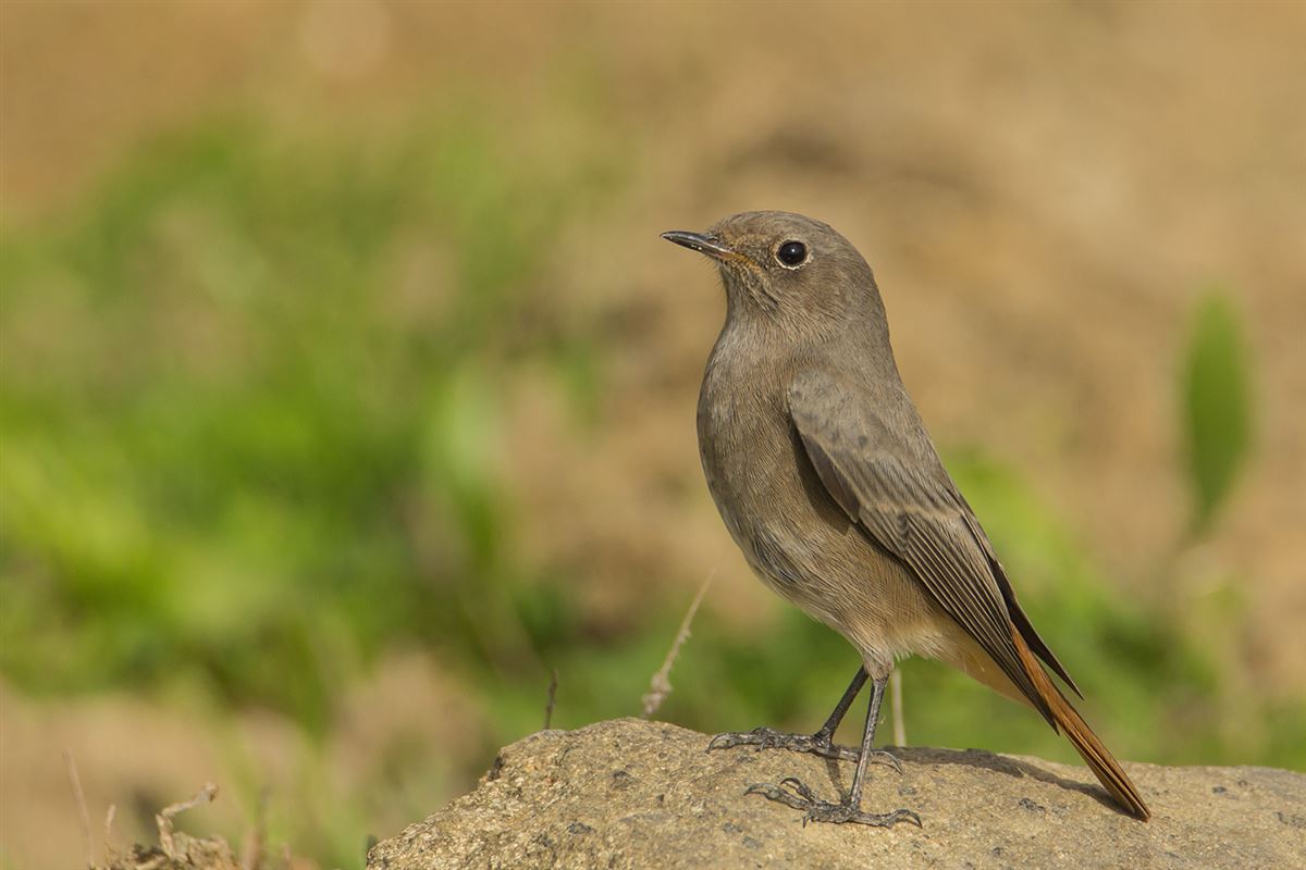 Black Redstart