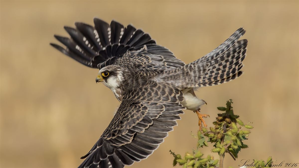 Red-footed Falcon
