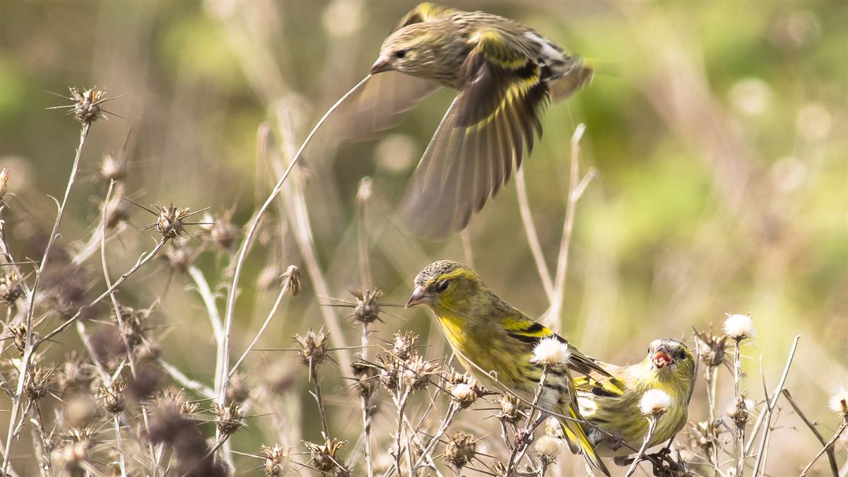 Eurasian Siskin