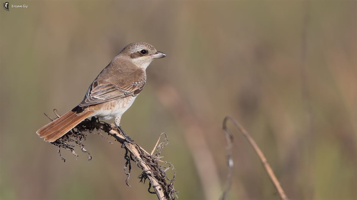 Red-tailed Shrike