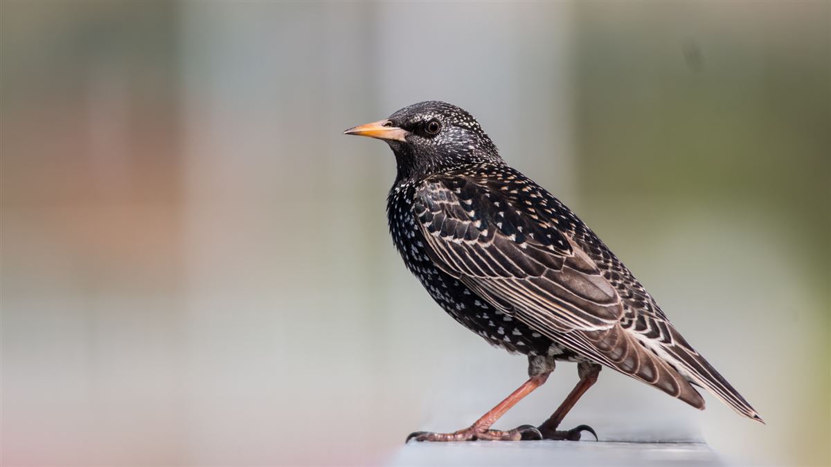 Common Starling