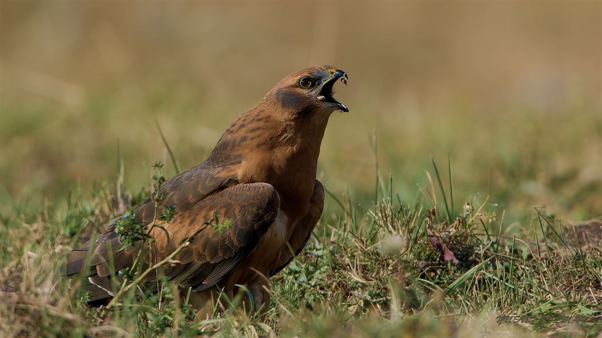 Montagu`s Harrier
