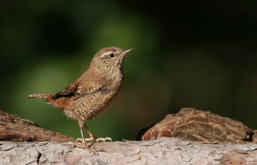 Eurasian Wren