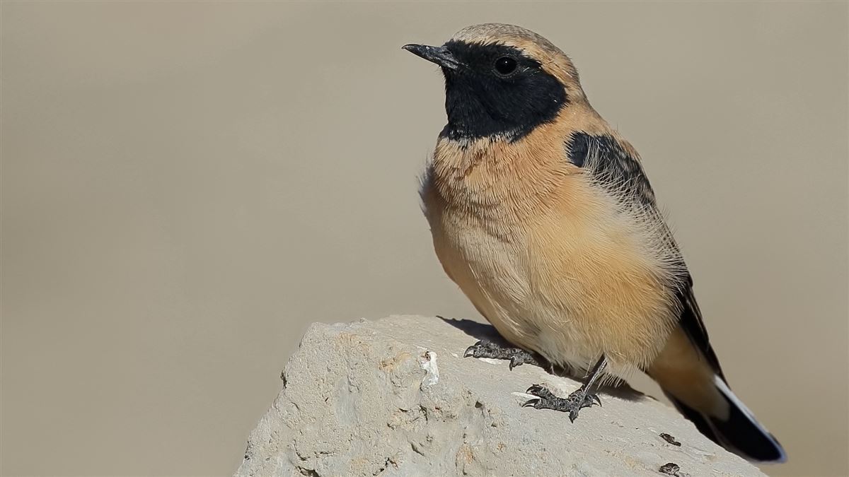 Black-eared Wheatear