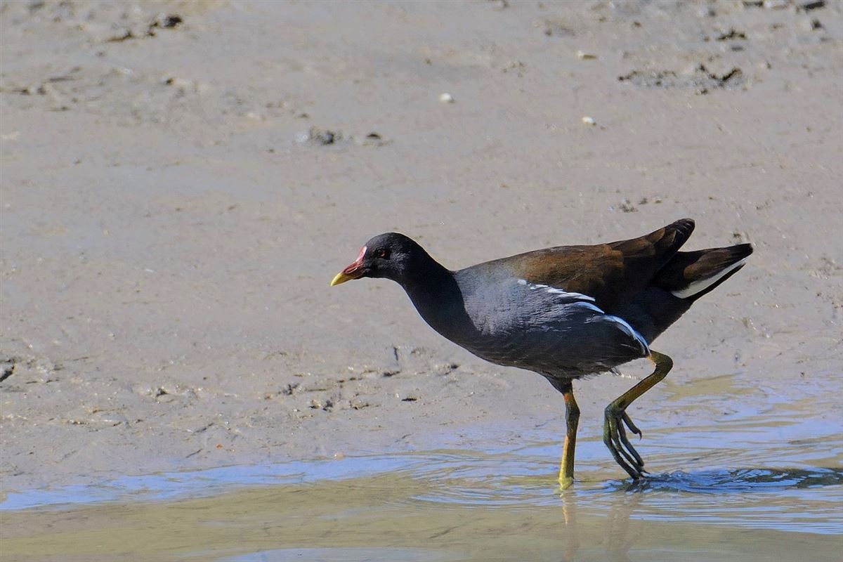 Common Moorhen