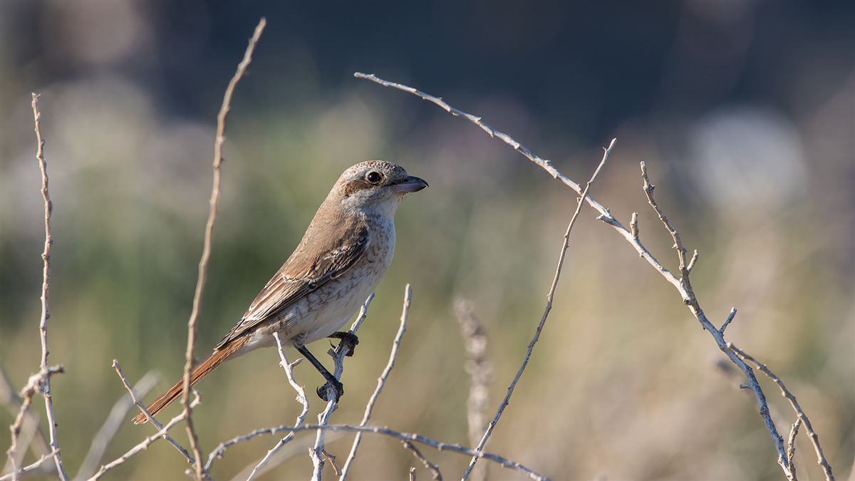 Red-tailed Shrike