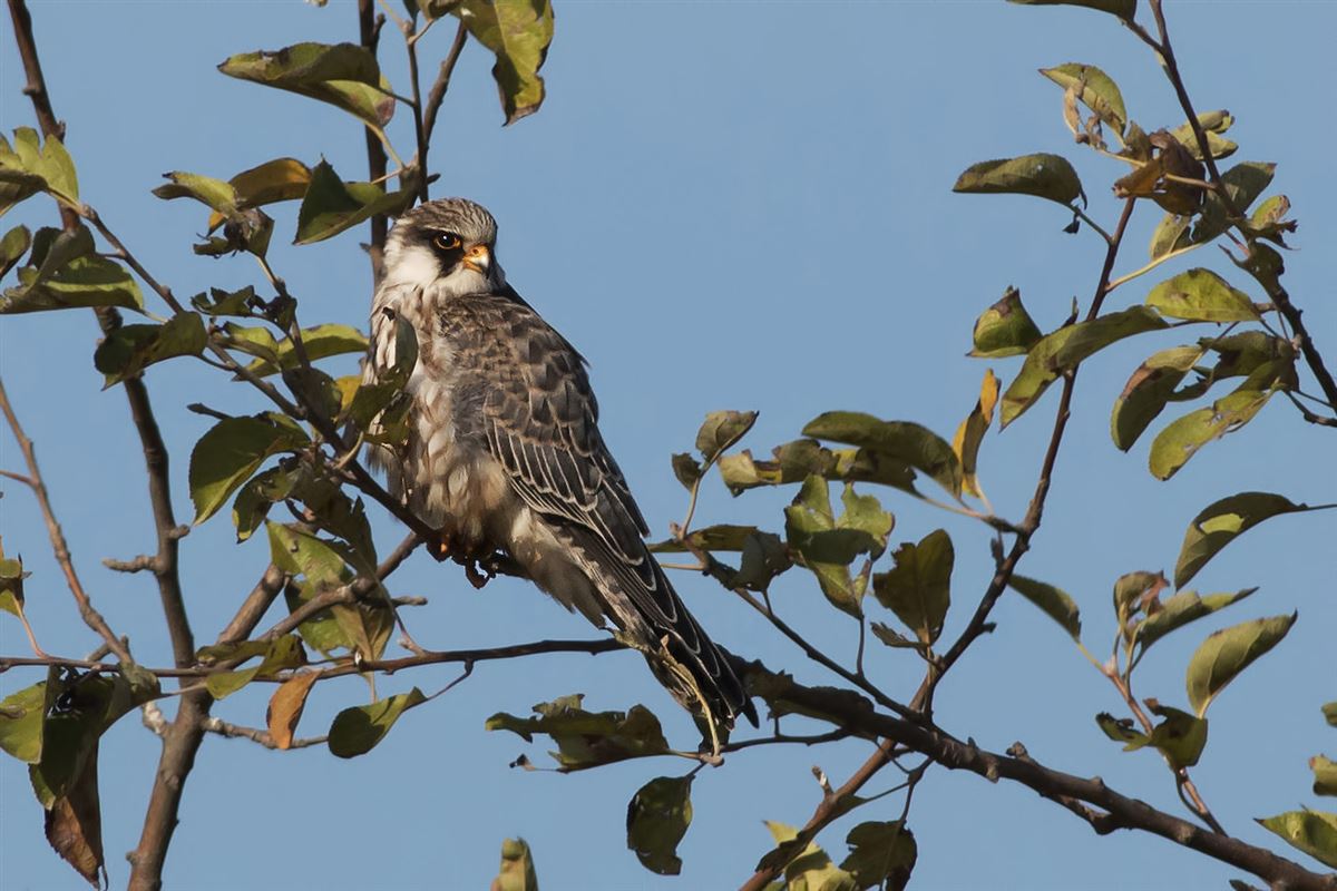 Red-footed Falcon