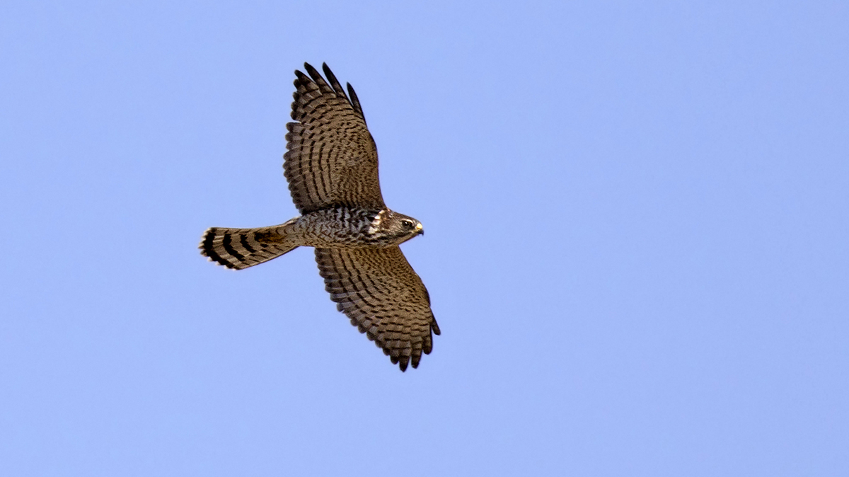Levant Sparrowhawk