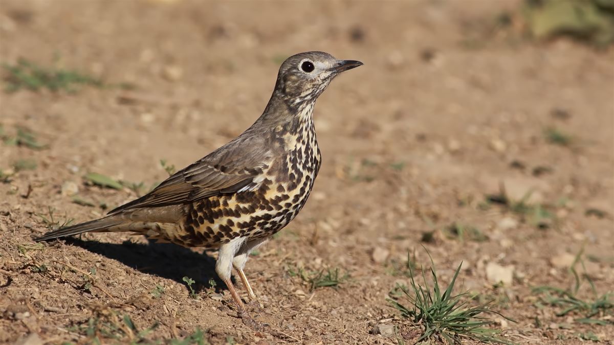 Mistle Thrush