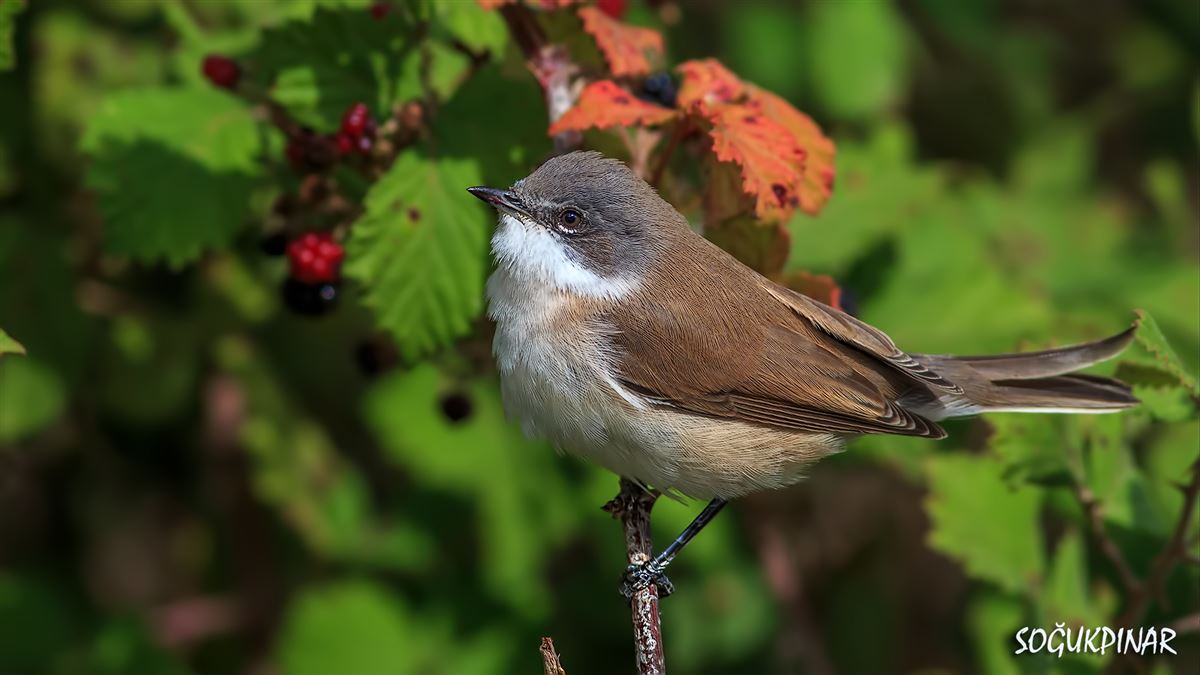 Lesser Whitethroat