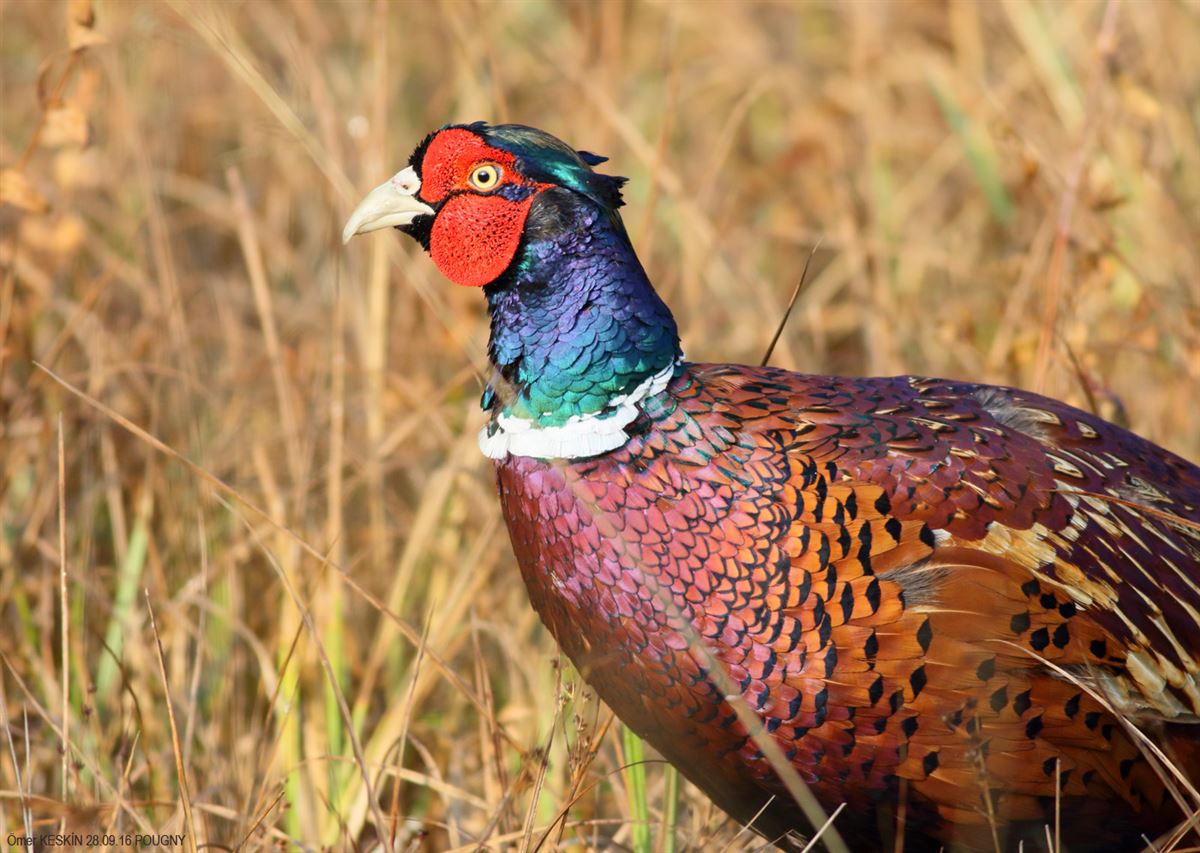 Common Pheasant