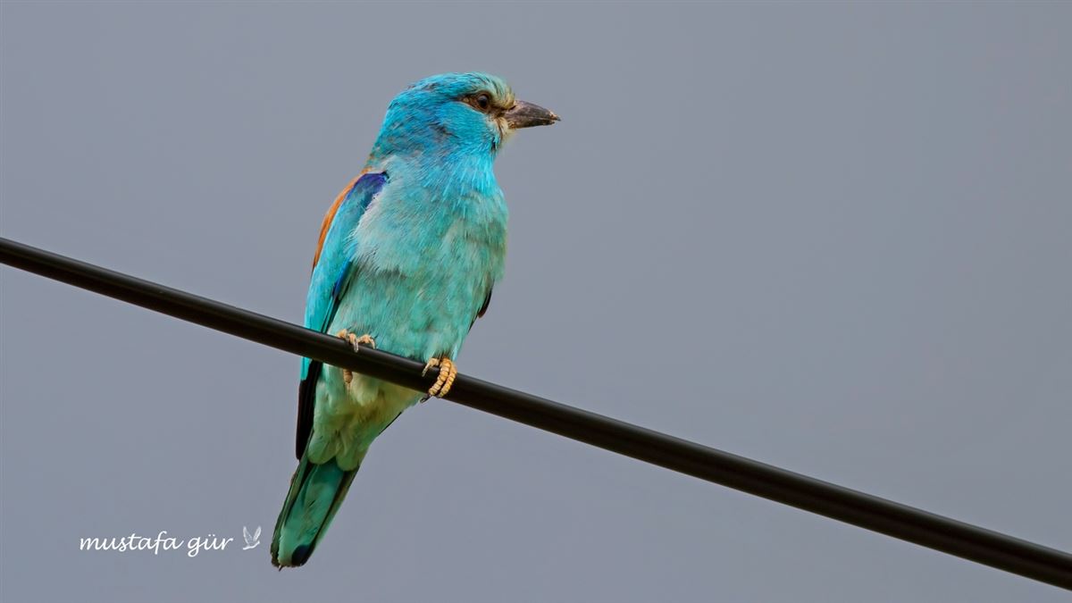 European Roller