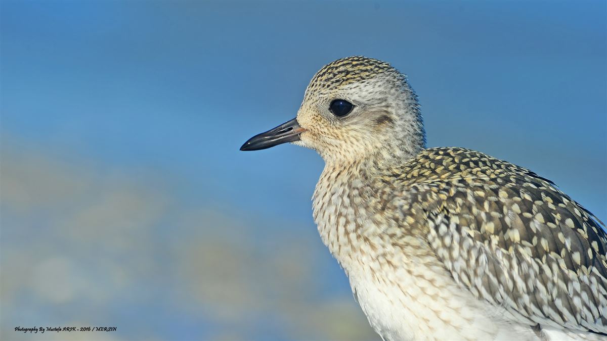 European Golden Plover