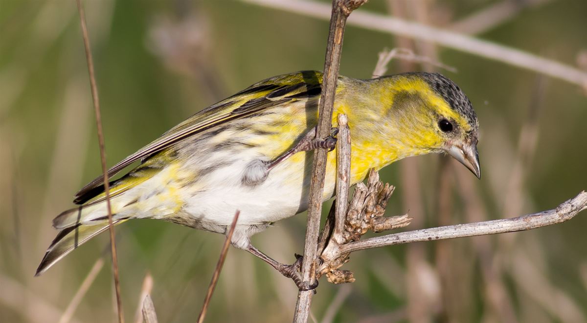 Eurasian Siskin