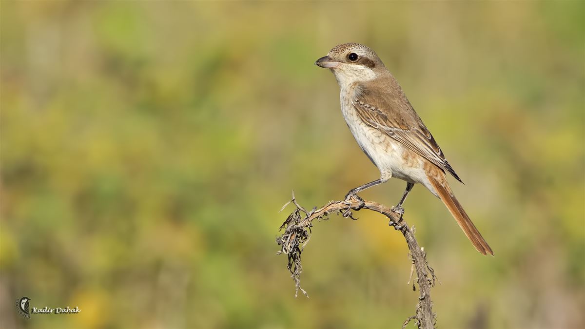 Red-tailed Shrike