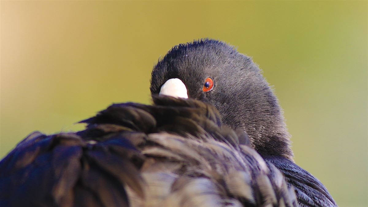 Eurasian Coot