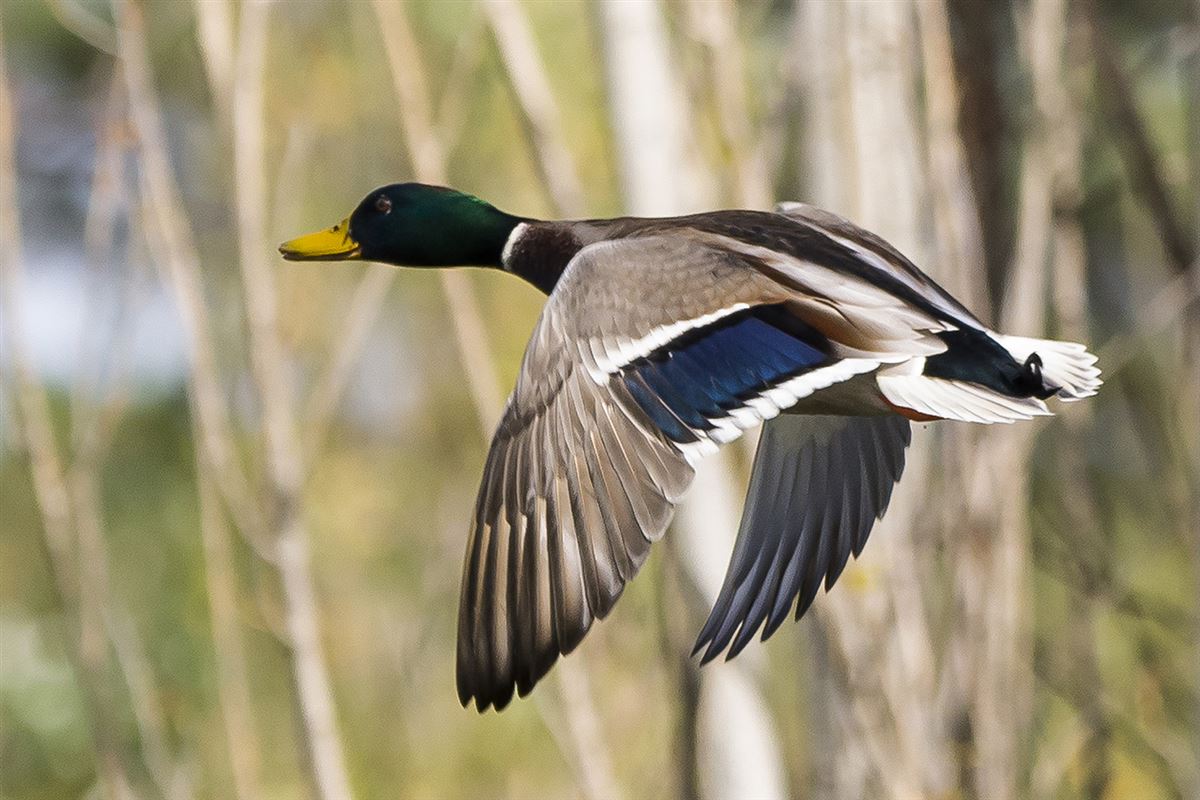 Mallard