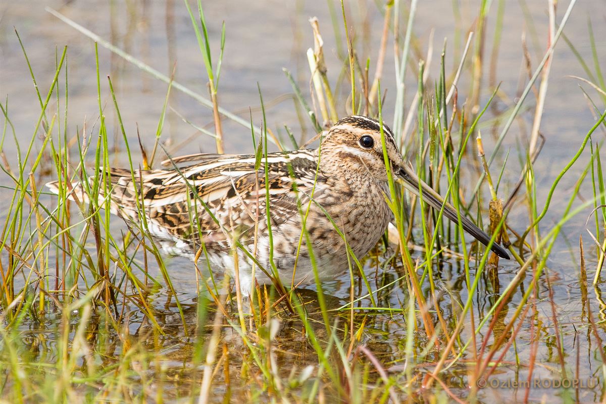 Common Snipe