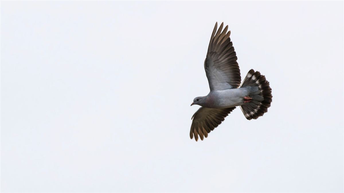 Stock Dove