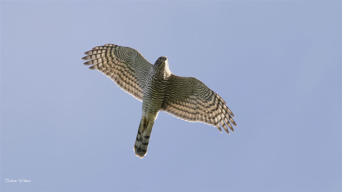 Atmaca