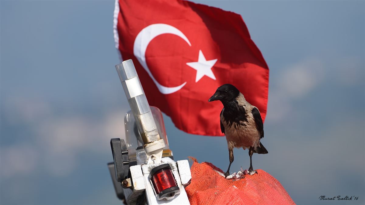 Leş Kargası