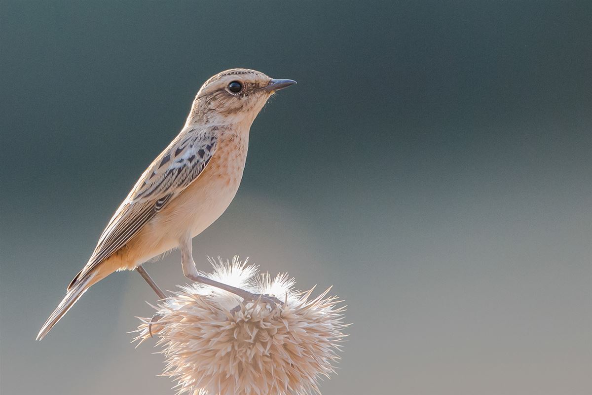 Whinchat