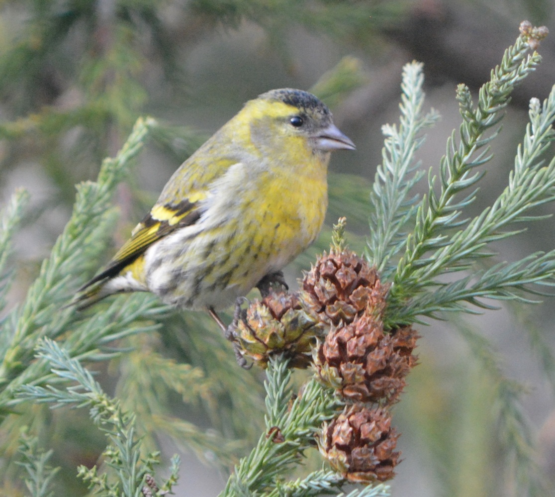 Eurasian Siskin