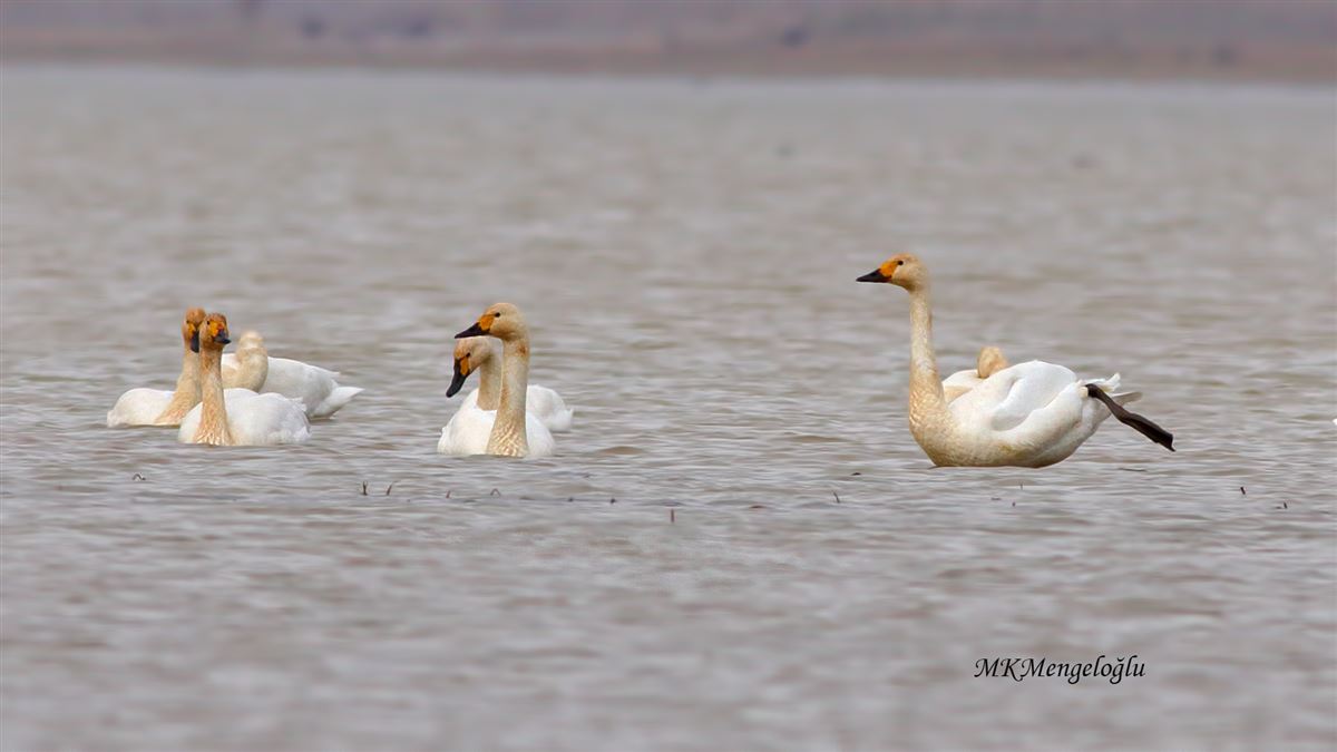 Tundra Swan