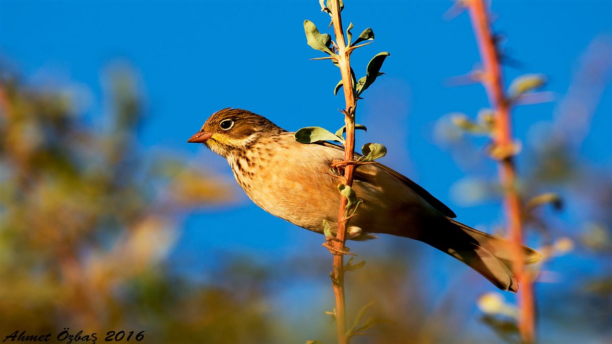 Ortolan Bunting