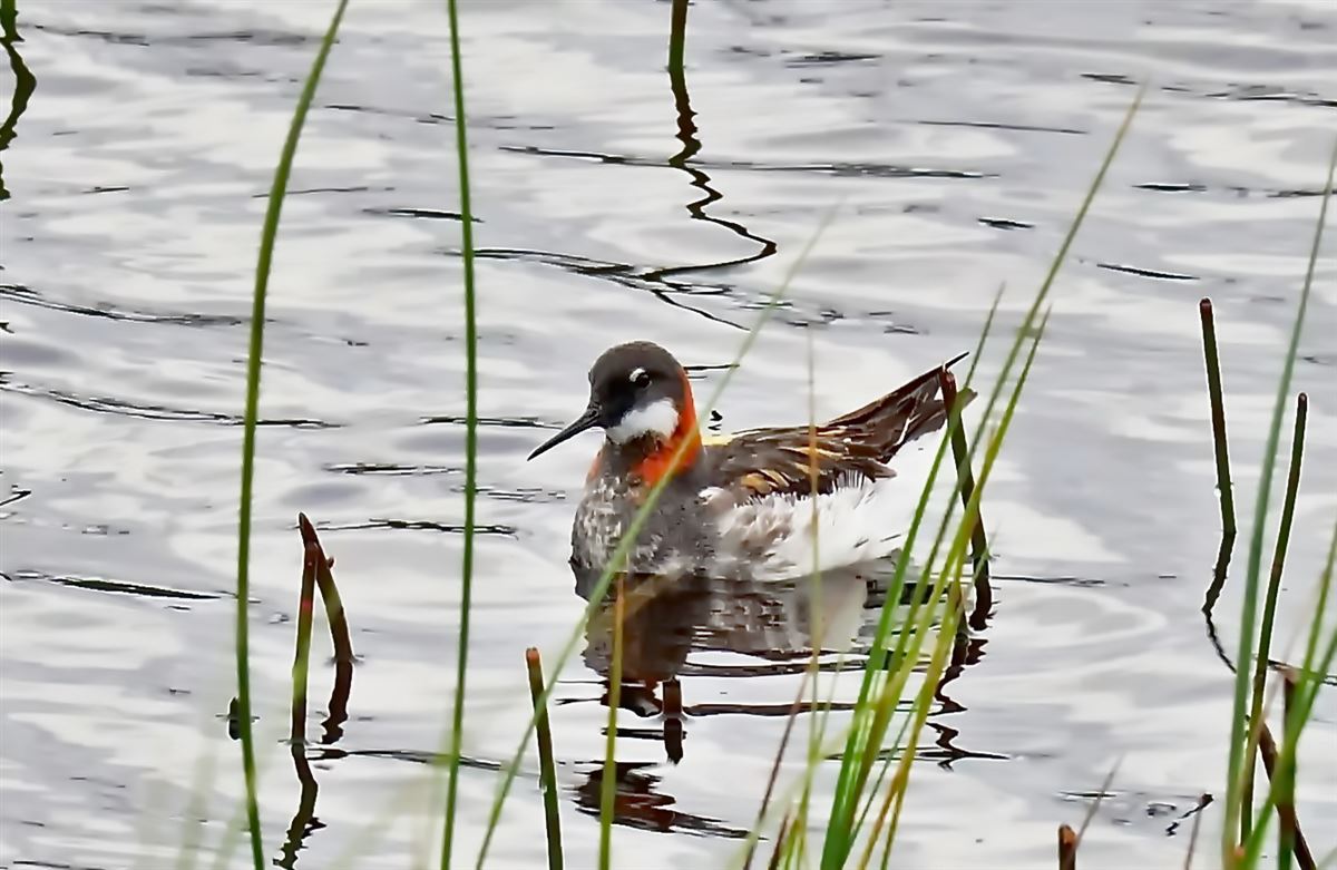 Red-necked Phalarope