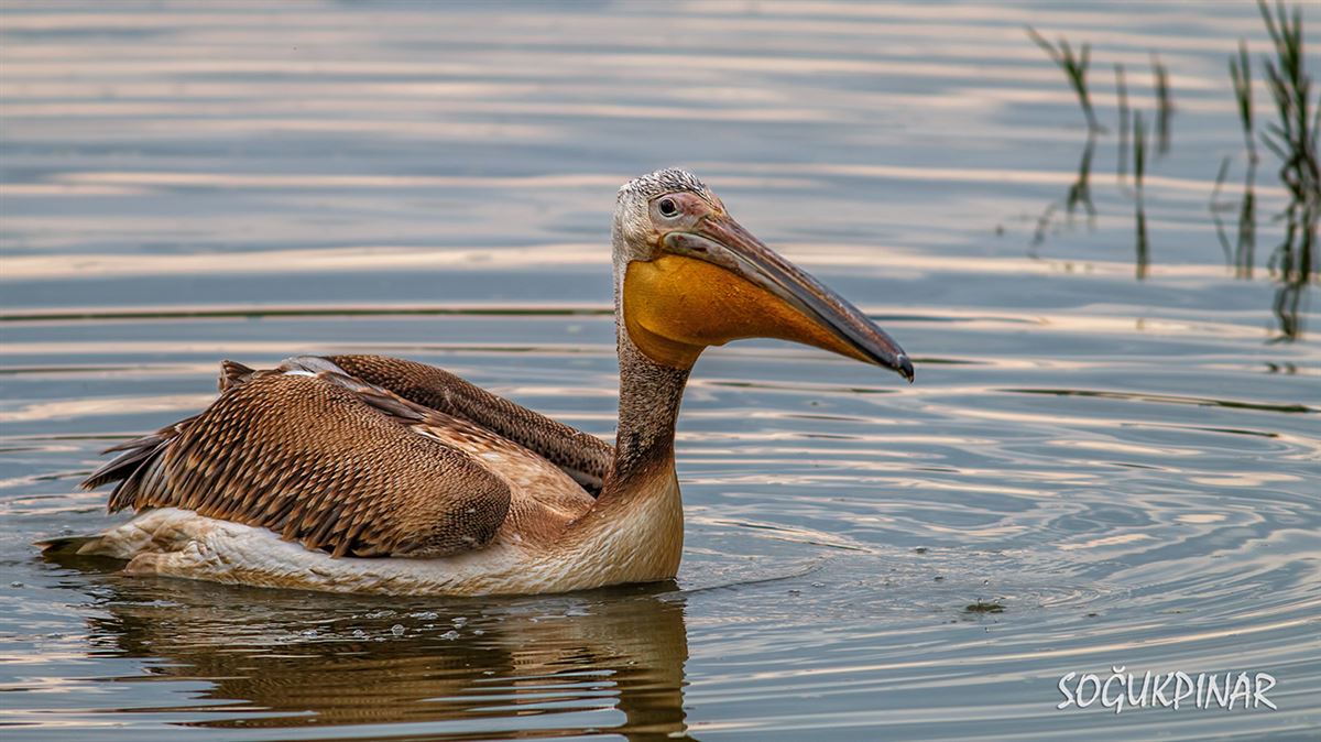 Great White Pelican
