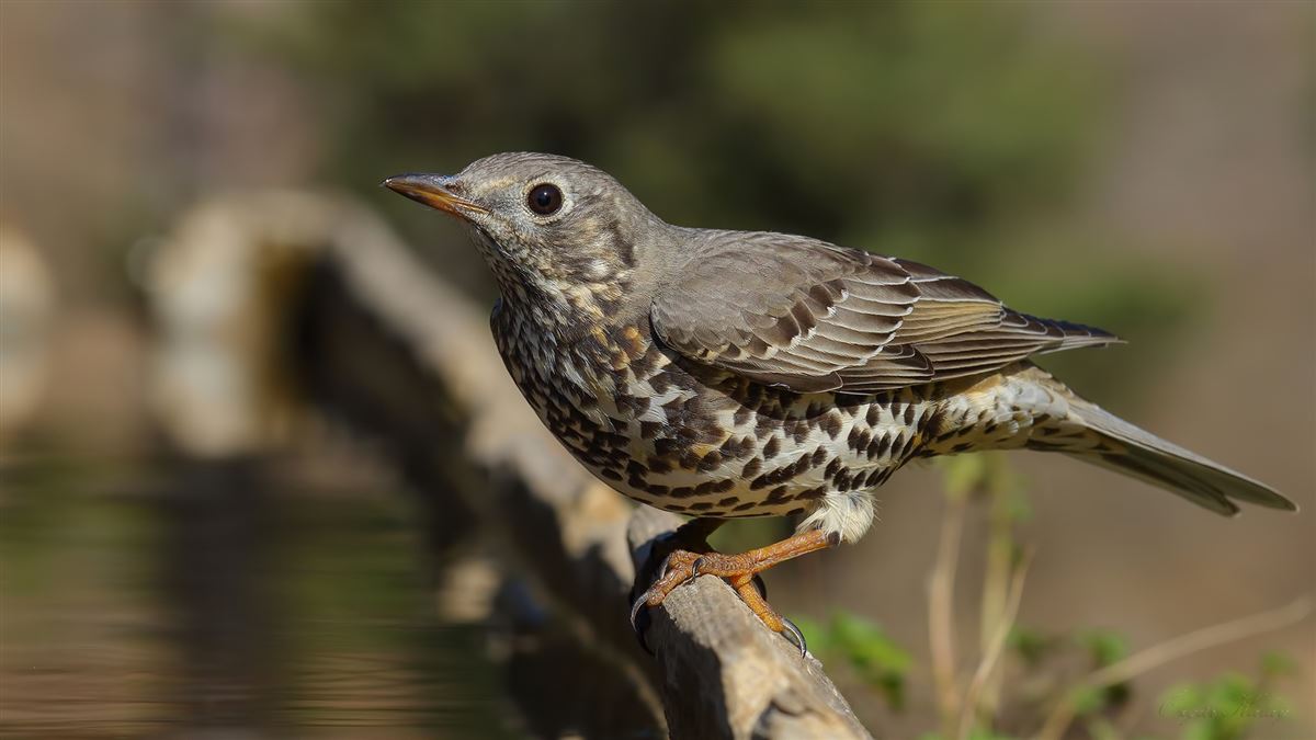Mistle Thrush