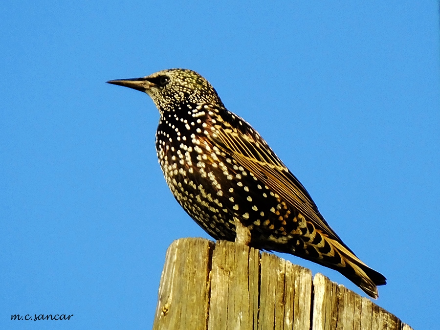 Common Starling