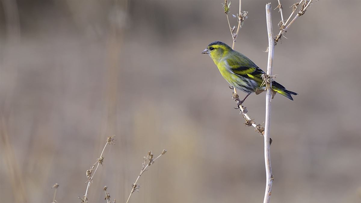 Eurasian Siskin