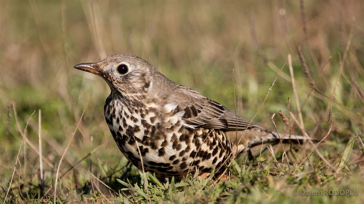 Mistle Thrush