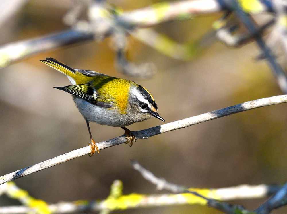 Common Firecrest