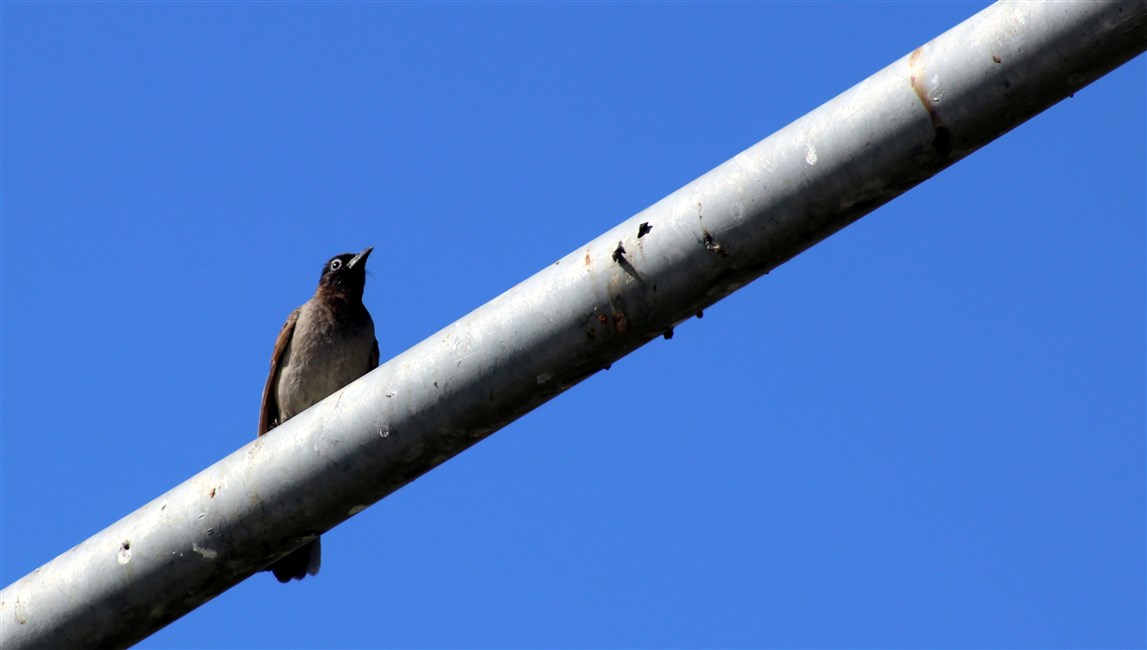 White-spectacled Bulbul