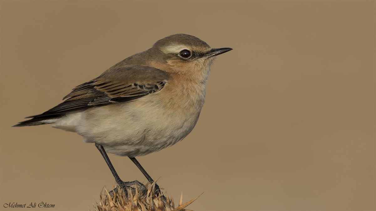 Northern Wheatear