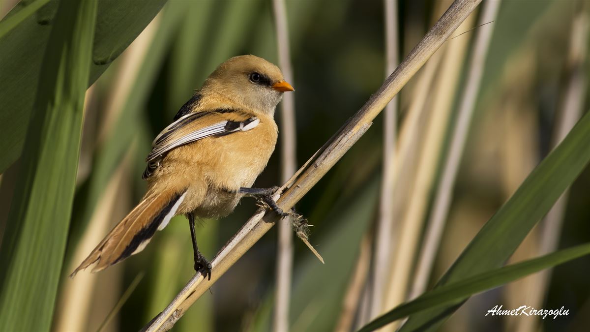 Bearded Reedling