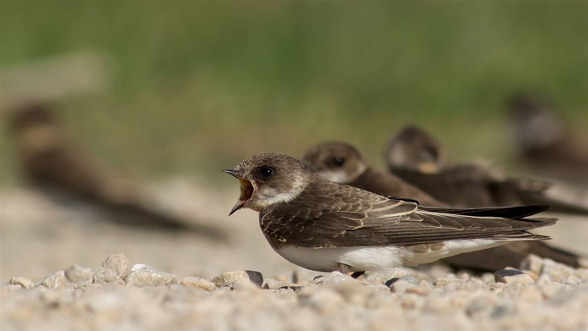 Sand Martin