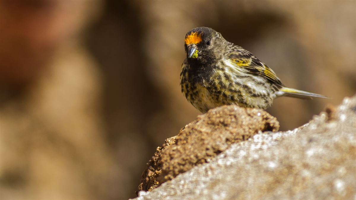 Red-fronted Serin