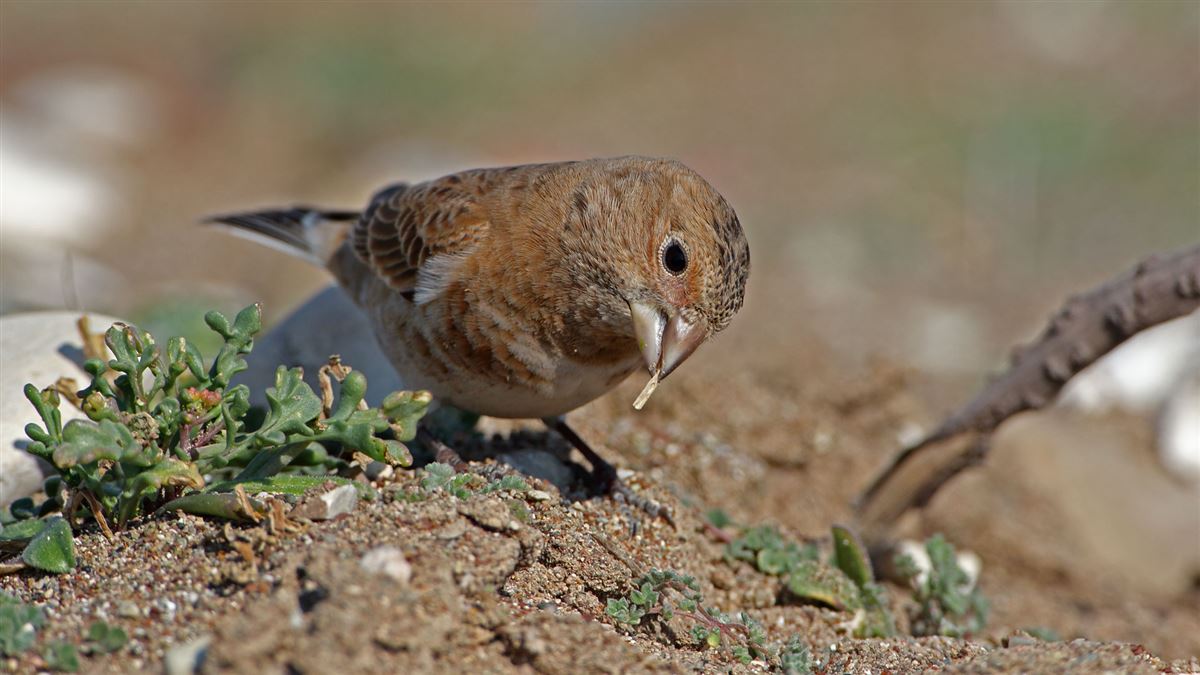 Crimson-winged Finch