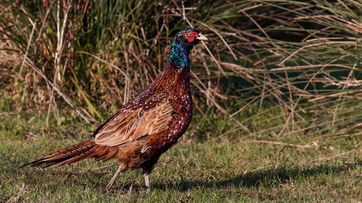 Common Pheasant